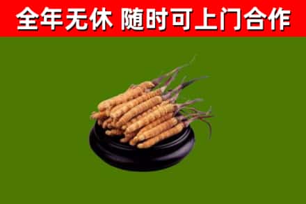 龙山回收散虫草