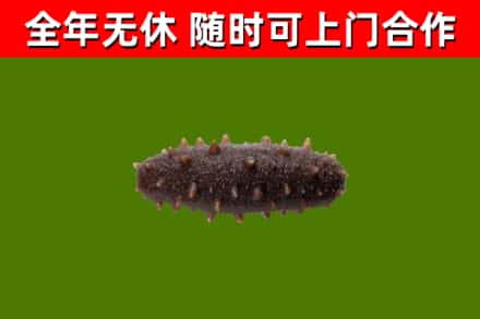 龙山回收海参干